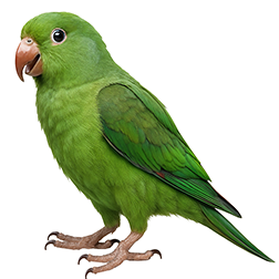 Plain Parakeet